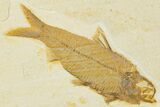 Plate of Two Fossil Fish (Knightia) - Wyoming #320421-2